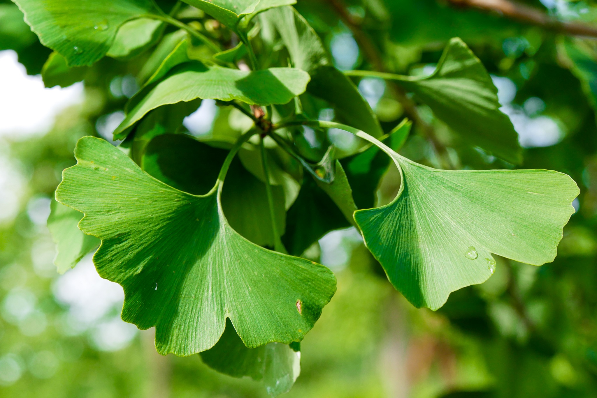 Ginkgo Biloba