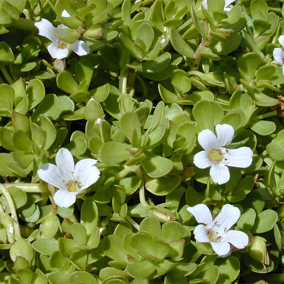 Bacopa Monnieri
