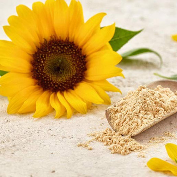 Sunflower Lecithin